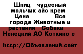 Шпиц - чудесный мальчик айс-крем › Цена ­ 20 000 - Все города Животные и растения » Собаки   . Ненецкий АО,Коткино с.